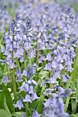 HYACINTHOIDES HISPANICA BLUE QUEEN