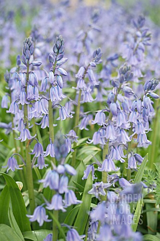 HYACINTHOIDES_HISPANICA_BLUE_QUEEN