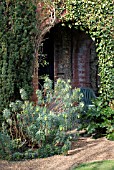 EUPHORBIA CHARACIAS