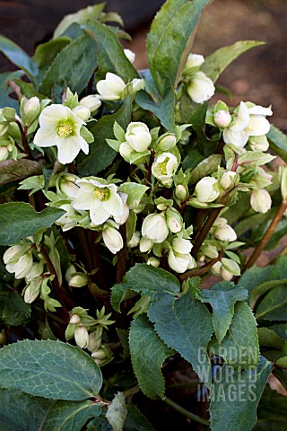 HELLEBORUS_WINTER_BEAUTY