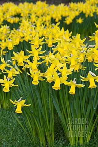 NARCISSUS_FEBRUARY_GOLD_CYCLAMINEUS_GROUP