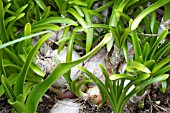 NERINE BOWDENII, SHOWING EXPOSED BULBS & SPRING FOLIAGE