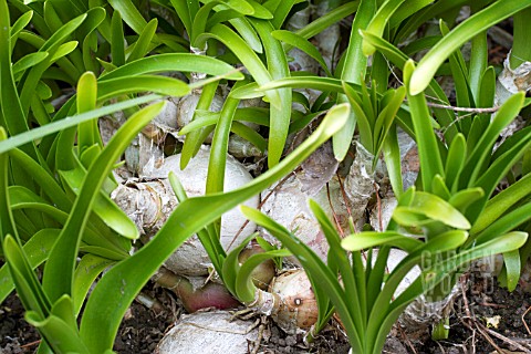 NERINE_BOWDENII_SHOWING_EXPOSED_BULBS__SPRING_FOLIAGE