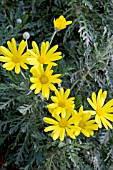 ARGYRANTHEMUM FRUTESCENS BUTTERFLY