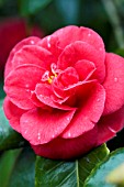 CAMELLIA JAPONICA ADOLPHE AUDUSSAN VARIEGATA