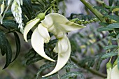 CLIANTHUS PUNICEUS ALBUS