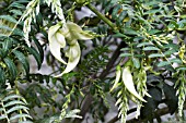 CLIANTHUS PUNICEUS ALBUS