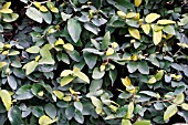FICUS PUMILA