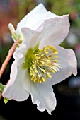 HELLEBORUS NIGER WHITE CHRISTMAS