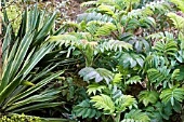 MELIANTHUS MAJOR WITH YUCCA GLORIOSA VARIEGATA