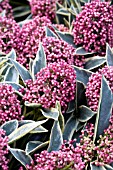 SKIMMIA JAPONICA MAGIC MARLOT