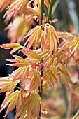 ACER PALMATUM ORANGE DREAM