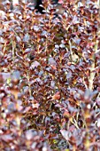 COPROSMA PATIO RED