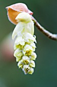 CORYLOPSIS SINENSIS VAR WILLMOTTIAE