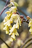 CORYLOPSIS SPICATA