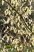 CORYLOPSIS SPICATA