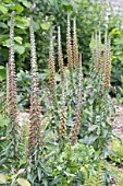 DIGITALIS PARVIFLORA