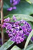 HARDENBERGIA VIOLACEA (AGM), (AUSTRALIAN SARSPARILLA)