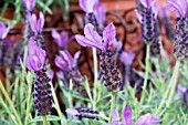 LAVANDULA STOECHAS SUBSP PEDUNCULATA