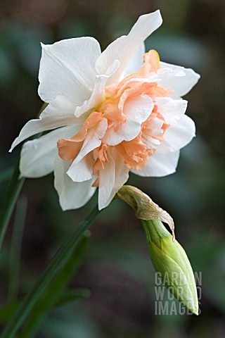 NARCISSUS_PINK_PARADISE
