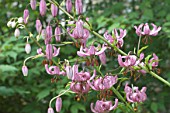 LILIUM MARTAGON