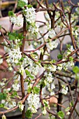 RIBES SANGUINEUM WHITE ICICLE AGM, SYN. RIBES SANGUINEUM UBRIC