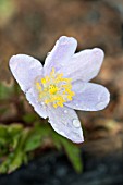 ANEMONE NEMOROSA ROBINSONIANA