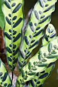 CALATHEA INSIGNIS LANCIFOLIA