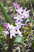 CHIONODOXA LUCILIAE PINK GIANT