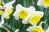 NARCISSUS ICE FOLLIES