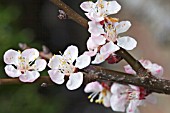 PRUNUS ARMENIACA, NEW EARLY LARGE