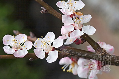 PRUNUS_ARMENIACA_NEW_EARLY_LARGE