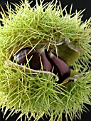 SWEET CHESTNUT (CASTANEA SATIVA)