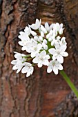 ALLIUM NEAPOLITANUM