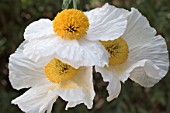 ROMNEYA COULTERI