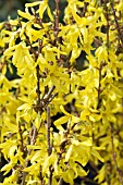 FORSYTHIA x INTERMEDIA SPECTABILIS