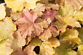 HEUCHERA CARAMEL