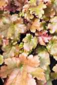 HEUCHERA MARMALADE