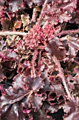 HEUCHERA MELTING FIRE