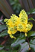 MAHONIA AQUIFOLIUM