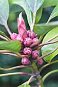 DAPHNIPHYLLUM HIMALAENSE MACROPODUM