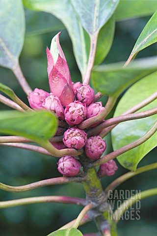 DAPHNIPHYLLUM_HIMALAENSE_MACROPODUM