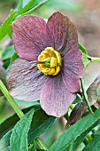 HELLEBORUS X HYBRIDUS