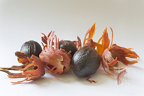 RAVENSARA_AROMATICA_NUTMEG