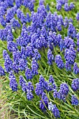 MUSCARI ARMENIACUM