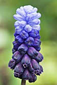 MUSCARI LATIFOLIUM