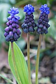 MUSCARI LATIFOLIUM