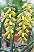 MUSCARI MACROCARPUM GOLDEN FRAGRANCE