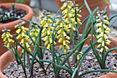 MUSCARI MACROCARPUM GOLDEN FRAGRANCE