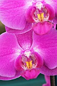 PHALAENOPSIS MAGIC MOMENTS